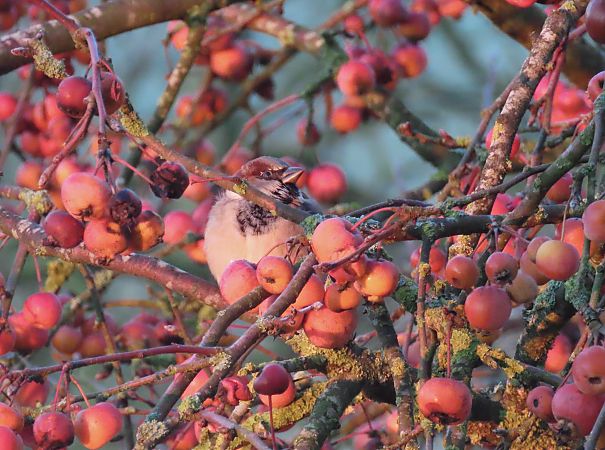 Moineau domestique  - Frédérique Lucas