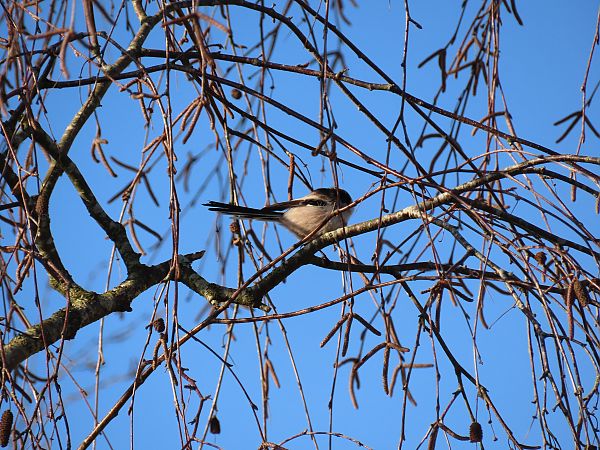 Mésange à longue queue  - Frédérique Lucas