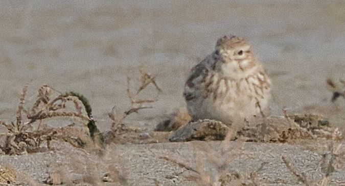 Alouette pispolette  - Guy Flohart