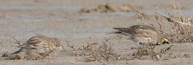 Alouette pispolette  - Guy Flohart