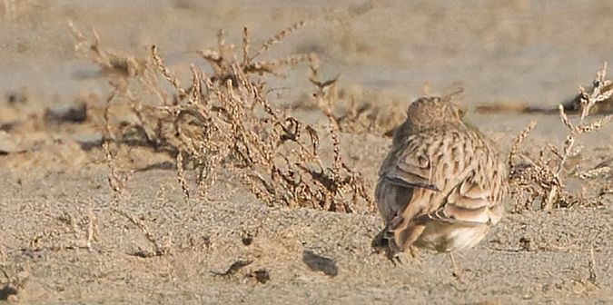 Alouette pispolette  - Guy Flohart