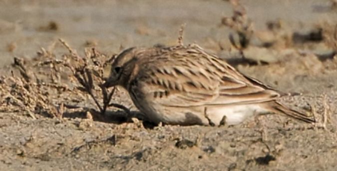 Alouette pispolette  - Guy Flohart