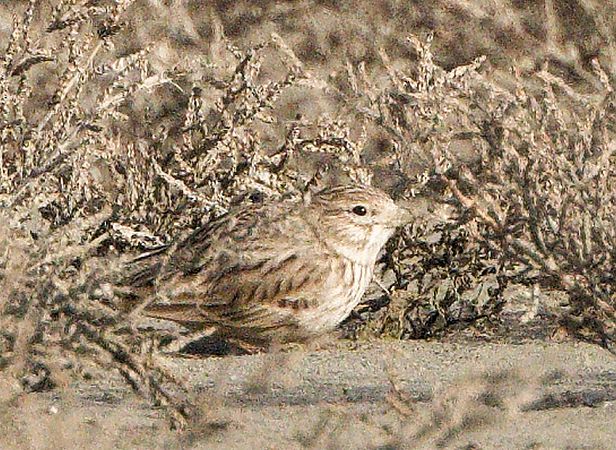 Alouette pispolette  - Guy Flohart