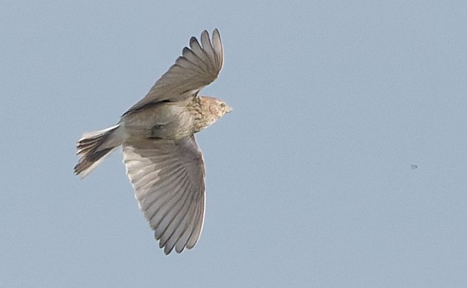 Alouette pispolette  - Guy Flohart