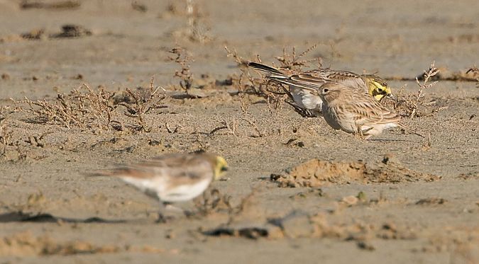 Alouette pispolette  - Guy Flohart