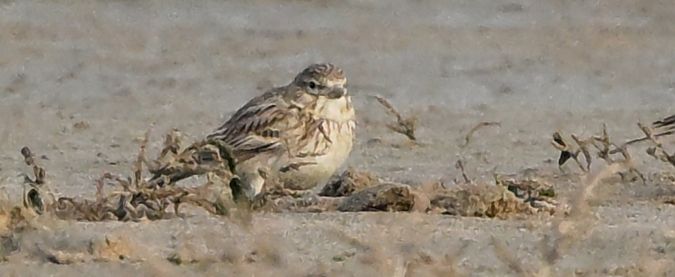 Alouette pispolette  - Guy Flohart