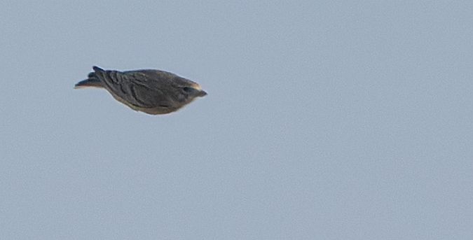 Alouette pispolette  - Guy Flohart