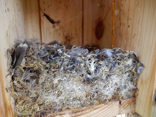 Mésange nonnette  - Monique Lafarge