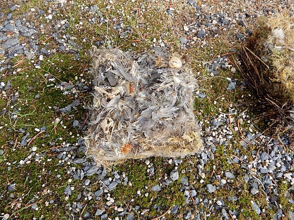 Mésange nonnette  - Monique Lafarge