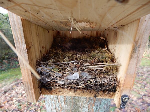 Mésange charbonnière  - Monique Lafarge