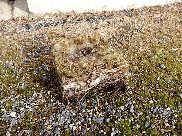 Mésange charbonnière  - Monique Lafarge