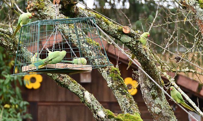 Perruche à collier  - Arnaud Houdry
