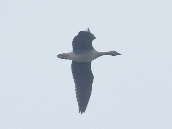 Oie de la toundra  - Adrien Mauss