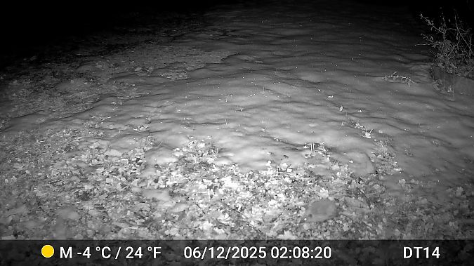 Hérisson d'Europe  - Daniel Thonon