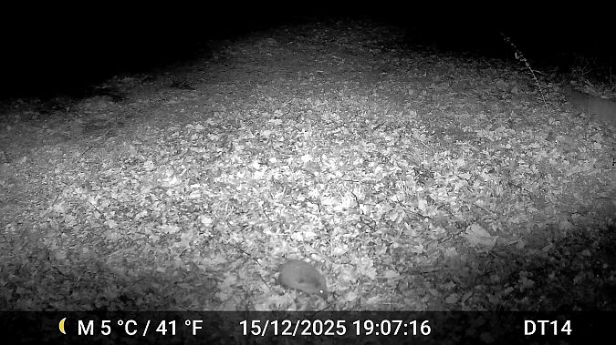 Hérisson d'Europe  - Daniel Thonon