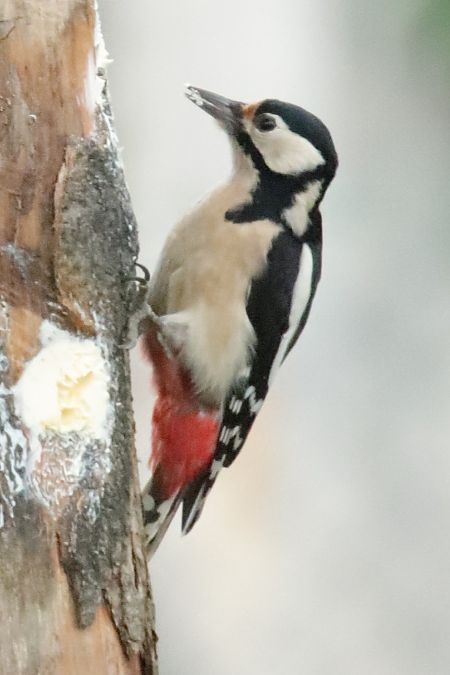 Pic épeiche  - Sylvain Prieur