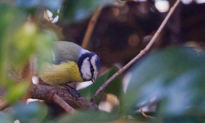 Mésange bleue  - Francis Burst