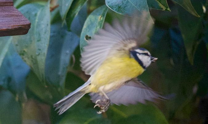 Mésange bleue  - Francis Burst