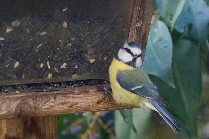 Mésange bleue  - Francis Burst