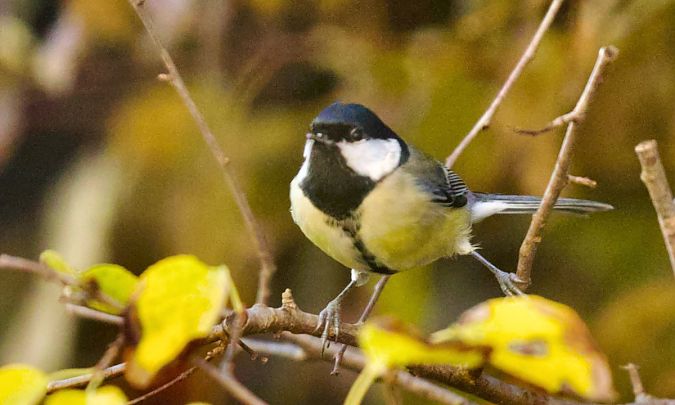 Mésange charbonnière  - Francis Burst