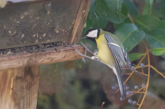Mésange charbonnière  - Francis Burst