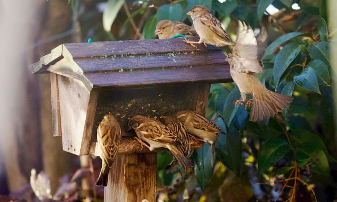Moineau domestique  - Francis Burst