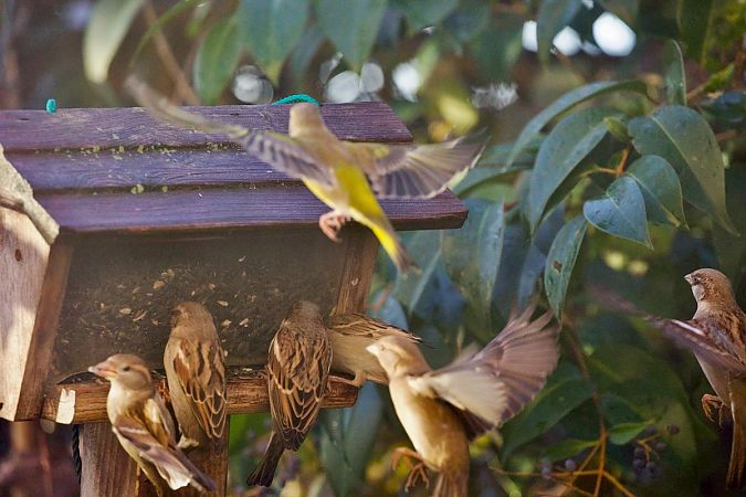 Verdier d'Europe  - Francis Burst