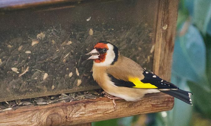 Chardonneret élégant  - Francis Burst