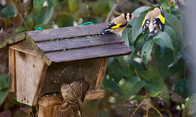 Chardonneret élégant  - Francis Burst