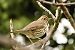Grive musicienne (Turdus philomelos) © Michel Denarié
