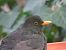 Merle noir (Turdus merula) © Denis Marmonier