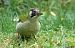 Pic vert (Picus viridis) © Claude Garnier
