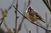 Chardonneret élégant (Carduelis carduelis) © Claude Garnier