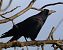 Corbeau freux (Corvus frugilegus) © Pierre & Carmen Noël / Pixner