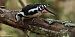 Pic mar (Dendrocoptes medius) © Bruno Foulard