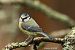 Mésange bleue (Cyanistes caeruleus) © Bruno Foulard