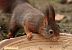 Ecureuil roux (Sciurus vulgaris) © Bruno Foulard