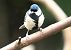Mésange charbonnière (Parus major) © Anne Sanquer