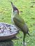 Pic vert (Picus viridis) © Jean Remiosz