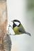 Mésange charbonnière (Parus major) © Sylvain Prieur