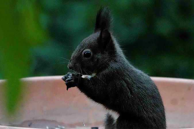Ecureuil roux  - Michel Denarié