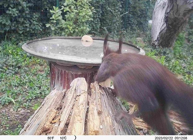 Ecureuil roux  - Michel Denarié