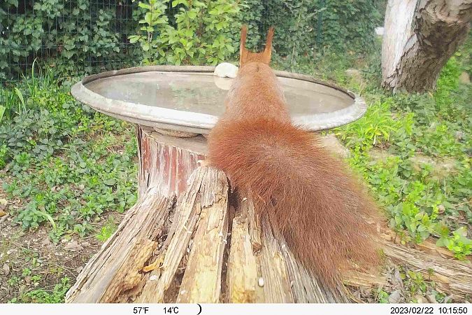 Ecureuil roux  - Michel Denarié