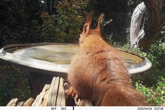 Ecureuil roux  - Michel Denarié