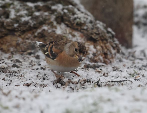 Pinson du Nord  - Guy-Luc Choquene
