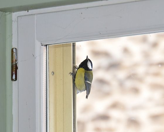 Mésange charbonnière  - Michel Pansiot