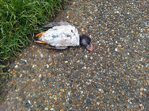 Macareux moine  - Anonyme