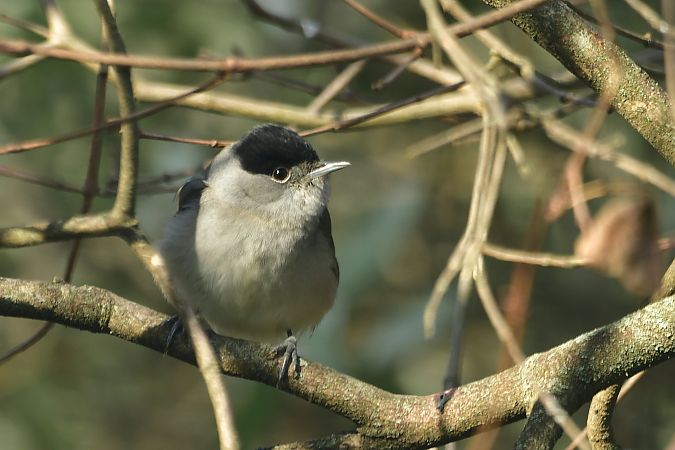 Fauvette à tête noire  - Céline Grassi