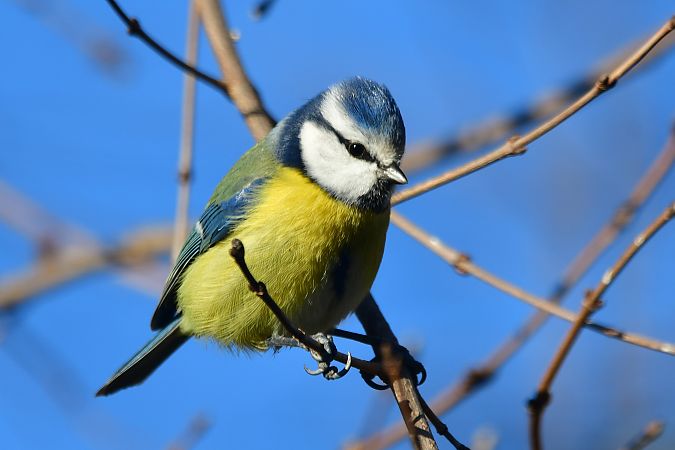 Mésange bleue  - Céline Grassi