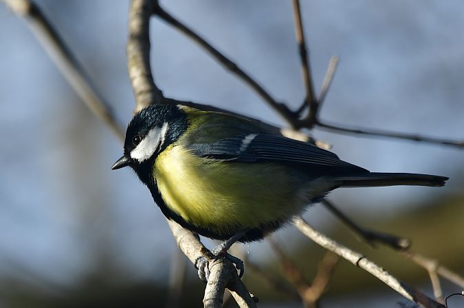 Mésange charbonnière  - Céline Grassi